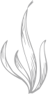 Seaweed icon